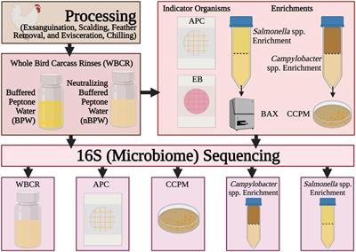 Consequences of Implementing Neutralizing Buffered Peptone Water in Commercial Poultry Processing on the Microbiota of Whole Bird Carcass Rinses and the Subsequent Microbiological Analyses